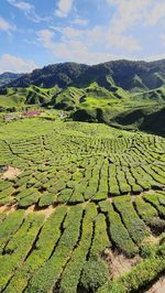 Scenic view of farm against sky