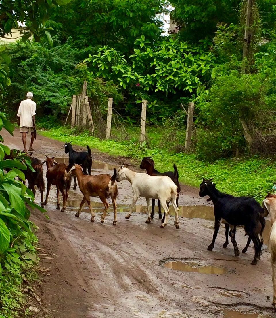 animal themes, domestic animals, mammal, tree, livestock, horse, road, two animals, walking, herbivorous, medium group of animals, standing, nature, the way forward, cow, field, day, dirt road, outdoors, togetherness