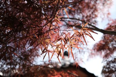 Low angle view of cherry tree during autumn