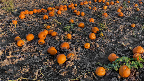 A field of orange hokkaido pumpkins is ready for halloween and thanksgiving in october