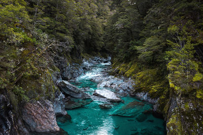 River amidst trees in forest