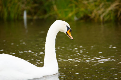 Close-up of swan swimming on lake