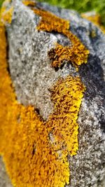 Close-up of yellow leaf