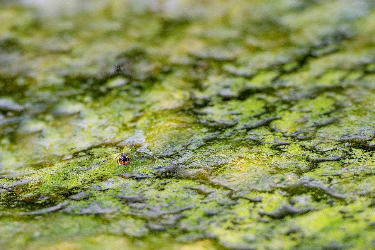 CLOSE-UP OF A FROG ON MOSS