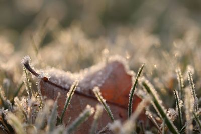 Close-up of snow on field during winter