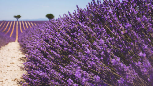 Fragrant lavender flowers at beautiful sunrise, valensole, provence, france, close up