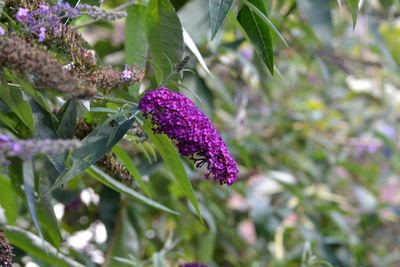 Close-up of purple flower blooming outdoors