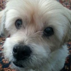 Close-up portrait of a dog