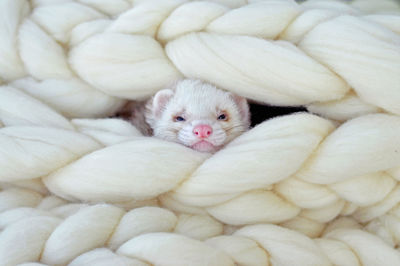 Close-up of ferret