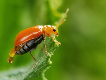 Close-up of insect on plant