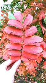 Close-up of hand holding pink flowers