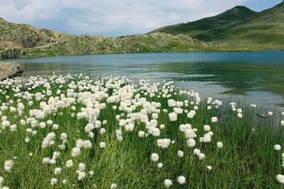 Close-up of wildflowers growing in lake against sky