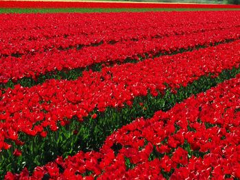 Red tulip on field