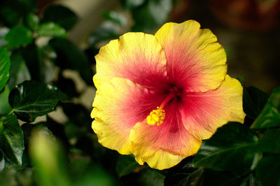 Close-up of yellow hibiscus flower