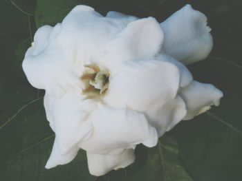 Close-up of white flowers