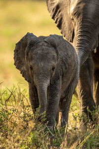 Baby african elephant approaches camera with another