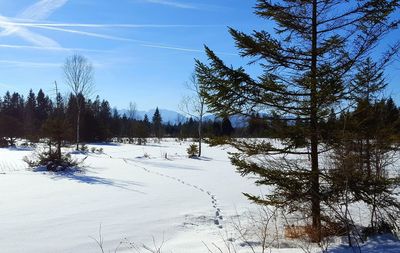 Trees on snow covered landscape