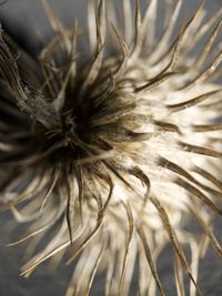 Close-up of dandelion on field