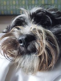Close-up portrait of a dog at home
