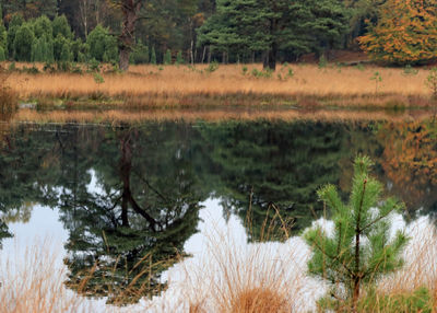 Scenic view of forest