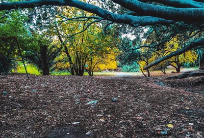 Trees on landscape during autumn