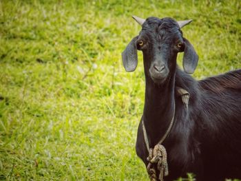 Portrait of a horse on field