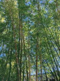 Low angle view of bamboo trees in forest