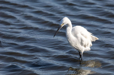 Close-up of seagull on a lake