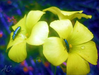 Close-up of yellow flower