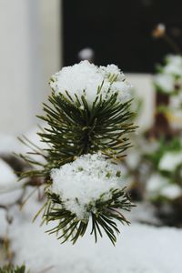 Close-up of snow on plant