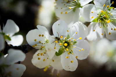 Close-up of insect on white cherry blossom