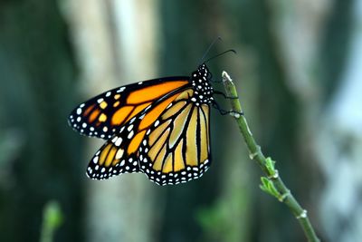 Close-up of monarch butterfly on plant