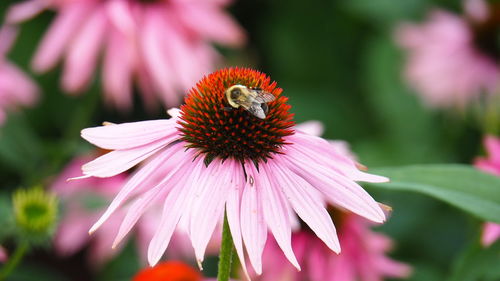 Close-up of bee on flower