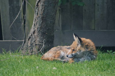 Close-up of fox lying on grass