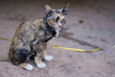 Portrait of cat sitting on sidewalk in city