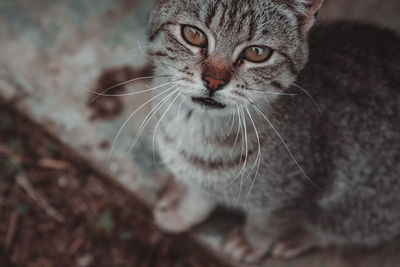 Close-up portrait of a cat