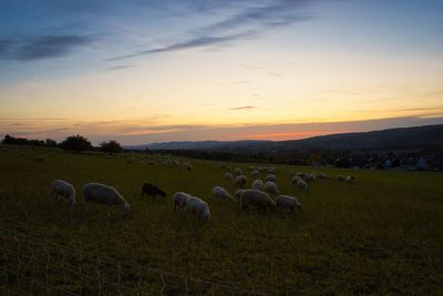 Flock of sheep grazing in field