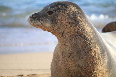 Close-up of sea lion