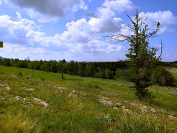 Scenic view of field against sky