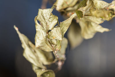 Close-up of dried plant