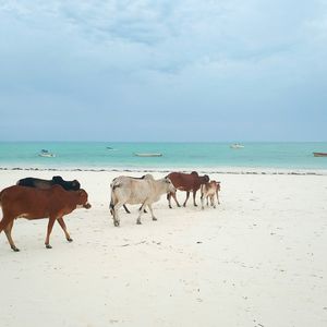 Horses on sea shore against sky