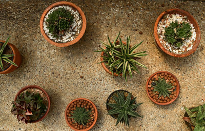 Close-up of potted plant