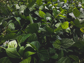 Full frame shot of fresh green leaves