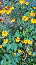 High angle view of yellow flowering plants on field