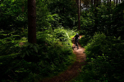 Trail riding in sherwood forest