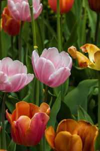 Close-up of pink tulips on field