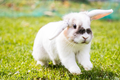 Rabbit on playing field