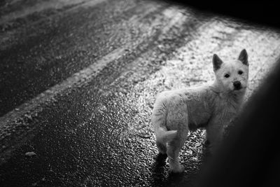 Portrait of cat on road
