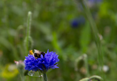 Close-up of insect pollinating on purple flower