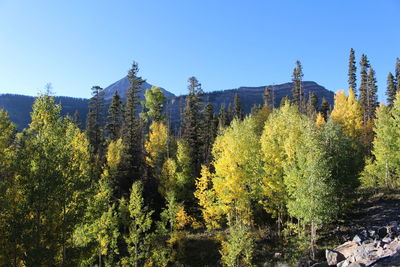 Panoramic view of trees in forest against clear blue sky